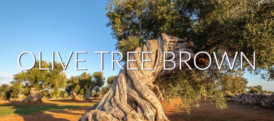 Photo of olive tree with words reading Olive Tree Brown|Image of rectangle with olive tree brown next to square of other colors to coordinate.|Screenshot of Color Picker feature in Illustrator showing color information about Olive Tree Brown