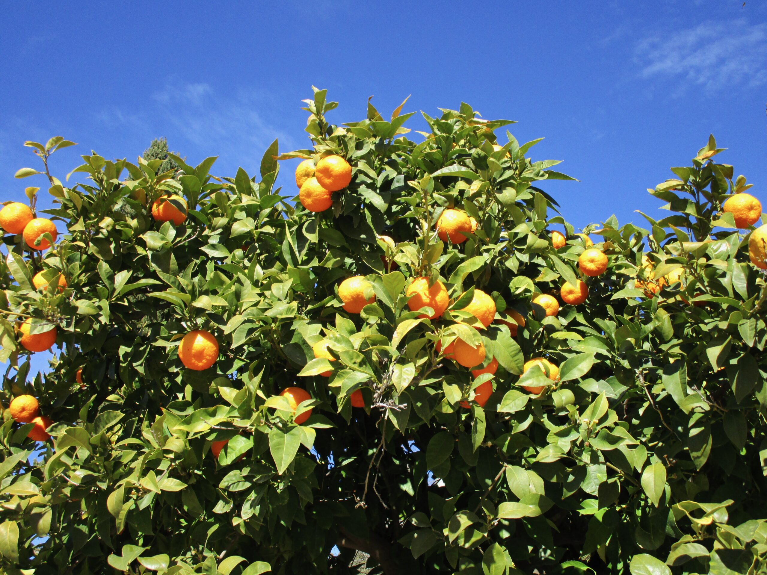 A photo of an orange tree in Granada, Spain against a blue sky.