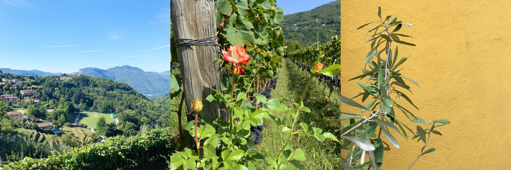 Three phots taken by Kristen Dettoni from Italy including a beautiful vista, grape vines and a plant against a yellow wall.